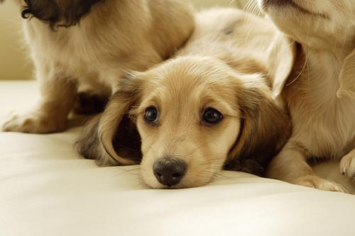 寵物保險怎么挑選？有寵物的你確定不了解一下？